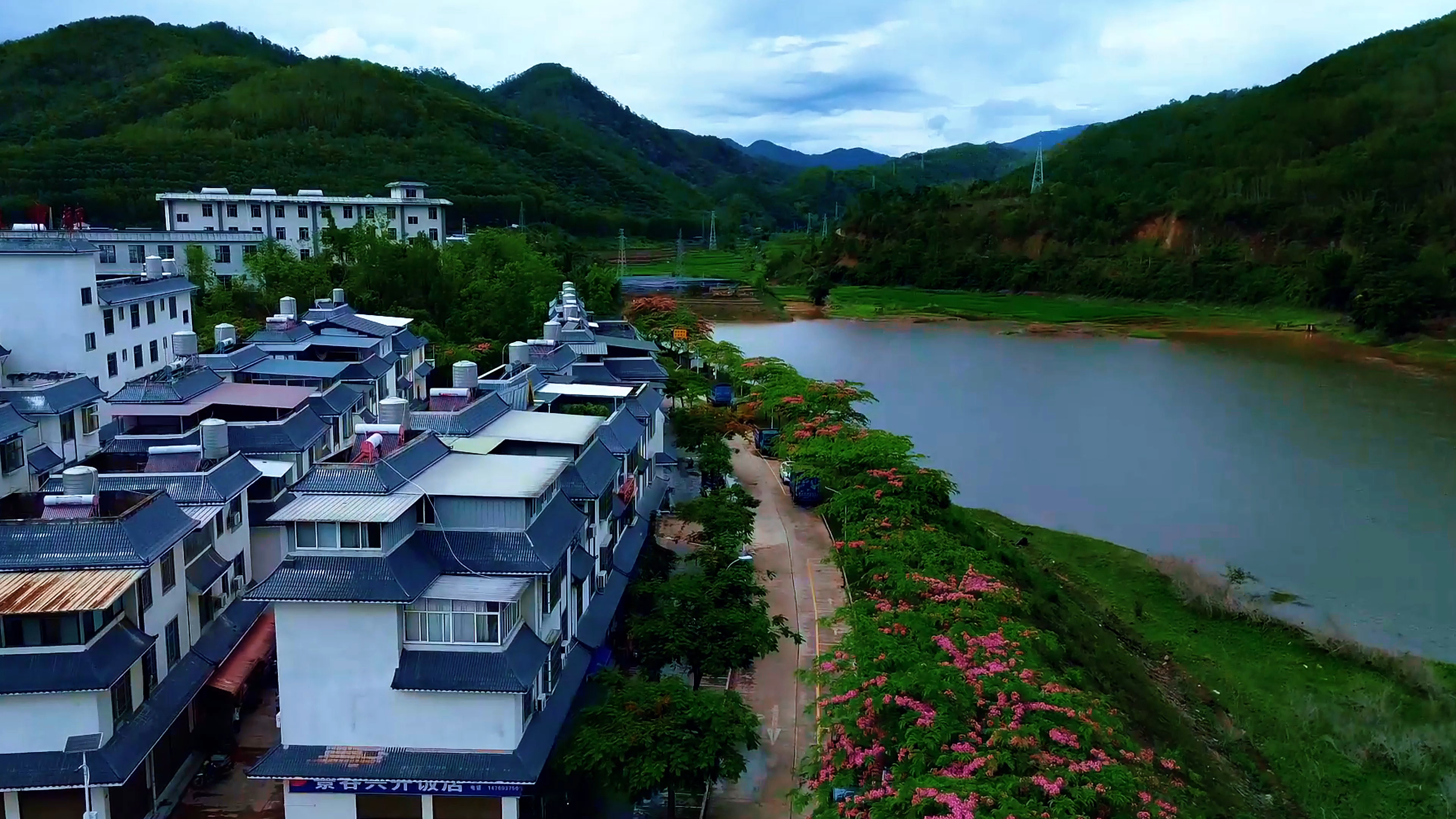 景谷县益智乡节荚决明缀满枝